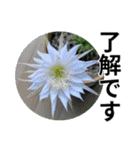 花の写真のラインスタンプ3（個別スタンプ：5）