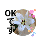 花の写真のラインスタンプ3（個別スタンプ：6）