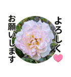 花の写真のラインスタンプ3（個別スタンプ：7）