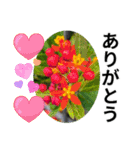 花の写真のラインスタンプ3（個別スタンプ：10）
