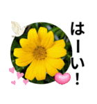 花の写真のラインスタンプ3（個別スタンプ：13）