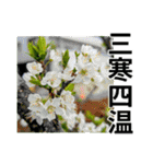 花の写真のラインスタンプ3（個別スタンプ：14）