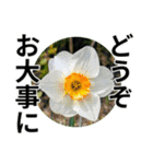 花の写真のラインスタンプ3（個別スタンプ：15）