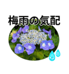 花の写真のラインスタンプ3（個別スタンプ：17）