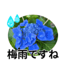 花の写真のラインスタンプ3（個別スタンプ：18）