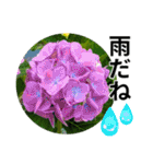 花の写真のラインスタンプ3（個別スタンプ：19）