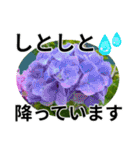 花の写真のラインスタンプ3（個別スタンプ：20）
