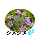 花の写真のラインスタンプ3（個別スタンプ：21）