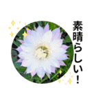 花の写真のラインスタンプ3（個別スタンプ：22）