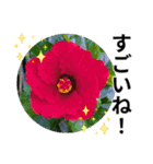 花の写真のラインスタンプ3（個別スタンプ：23）