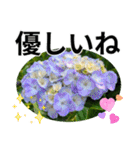花の写真のラインスタンプ3（個別スタンプ：24）