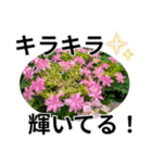 花の写真のラインスタンプ3（個別スタンプ：25）