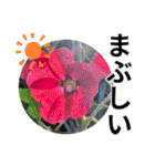 花の写真のラインスタンプ3（個別スタンプ：26）
