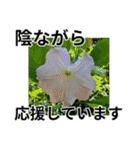 花の写真のラインスタンプ3（個別スタンプ：27）