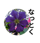 花の写真のラインスタンプ3（個別スタンプ：28）