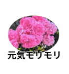 花の写真のラインスタンプ3（個別スタンプ：29）