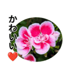 花の写真のラインスタンプ3（個別スタンプ：30）