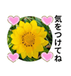 花の写真のラインスタンプ3（個別スタンプ：32）