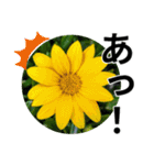 花の写真のラインスタンプ3（個別スタンプ：33）