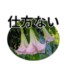 花の写真のラインスタンプ3（個別スタンプ：36）