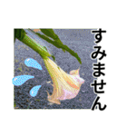 花の写真のラインスタンプ3（個別スタンプ：37）