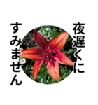 花の写真のラインスタンプ3（個別スタンプ：38）