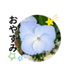 花の写真のラインスタンプ3（個別スタンプ：39）