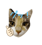 あすねこのスタンプ6（個別スタンプ：1）