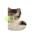 あすねこのスタンプ6（個別スタンプ：2）