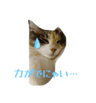 あすねこのスタンプ6（個別スタンプ：3）