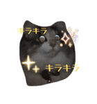 あすねこのスタンプ6（個別スタンプ：4）