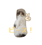 あすねこのスタンプ6（個別スタンプ：5）