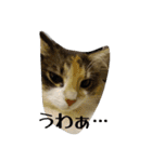 あすねこのスタンプ6（個別スタンプ：7）