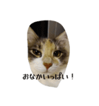 あすねこのスタンプ6（個別スタンプ：8）