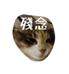 あすねこのスタンプ6（個別スタンプ：9）