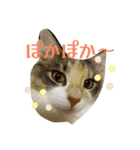 あすねこのスタンプ6（個別スタンプ：10）