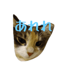 あすねこのスタンプ6（個別スタンプ：13）