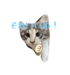 あすねこのスタンプ6（個別スタンプ：14）