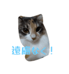 あすねこのスタンプ6（個別スタンプ：15）