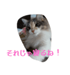 あすねこのスタンプ6（個別スタンプ：16）