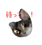 あすねこのスタンプ6（個別スタンプ：18）