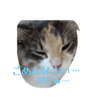 あすねこのスタンプ6（個別スタンプ：19）
