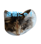 あすねこのスタンプ6（個別スタンプ：21）