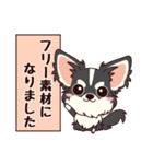 いやしの日常 ロングコートチワワ編（個別スタンプ：34）