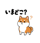 柴犬コーギーちゃん 家族で使えるスタンプ（個別スタンプ：24）