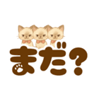 シャム猫mimi♪デカ文字スタンプ（個別スタンプ：19）