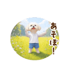 踊る夏のモフモフ！（個別スタンプ：16）