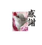 猫あつまる（個別スタンプ：4）