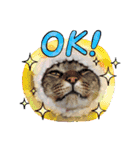 猫あつまる（個別スタンプ：7）