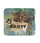 猫あつまる（個別スタンプ：9）